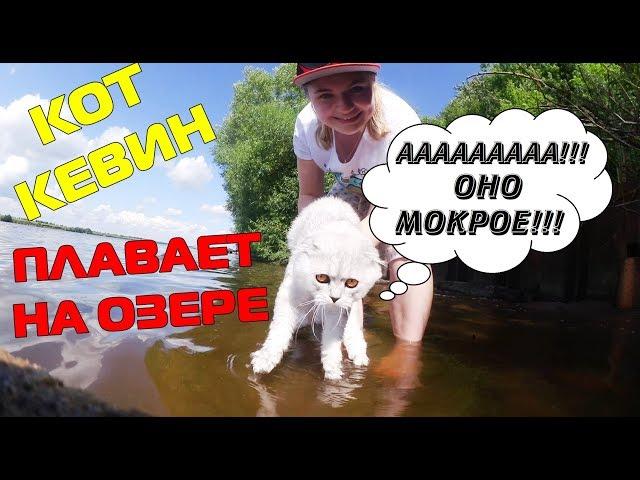 С котом вход разрешен! Кевин на пляже | знакомство с водой | подарок самому себе