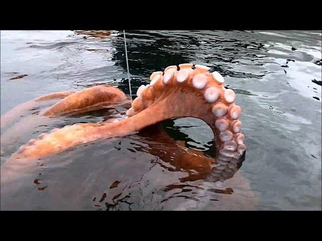 Amazing Hunting Giant Octopus Underwater, Diving under the sea to Catch Big Octopus!!!