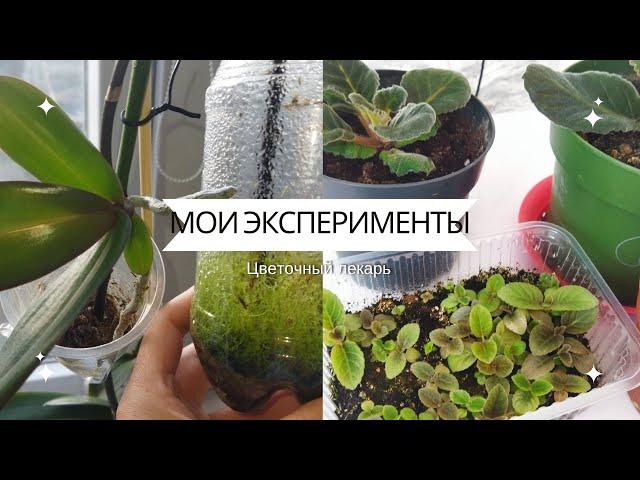 Глаксинии из семян  Часть 1/Детка со срезанног цветоноса орхидеи. #глаксинии