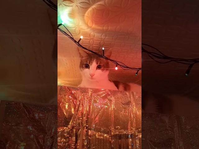 #кот залез под потолок 