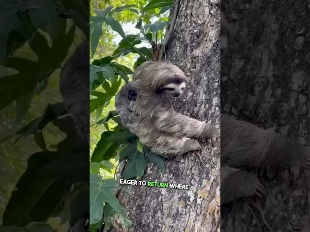  Heartwarming Rescue: Lost Baby Sloth Reunites with Mother in the Forest #animals #shorts