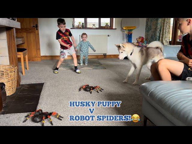 Babies & Husky Puppies Hilarious Reaction To ROBOT SPIDERS!. PRANK!