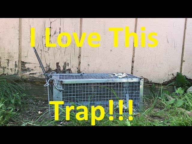 Trapro Chipmunk Trap Review, I'm Very Happy with This Trap