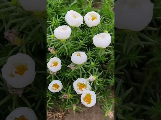 How to increase flowering in portulaca flower #shorts #flowers #howtogrowportulaca #gardenflower