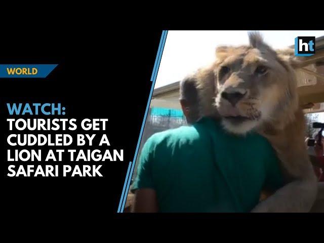 Watch: Lion climbs into vehicle and cuddles tourists at Taigan Safari Park