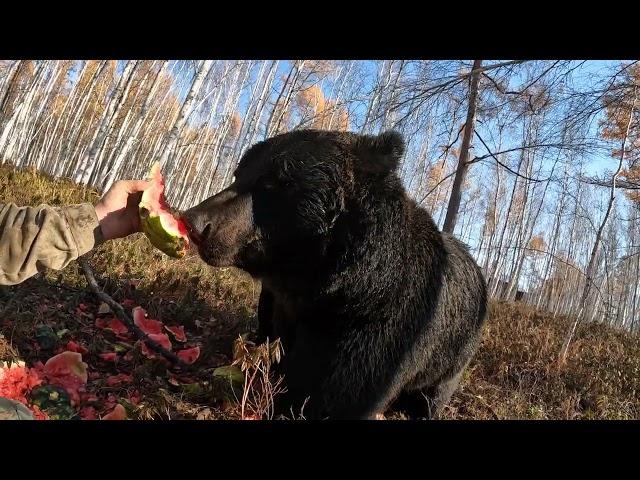 Медведи делятся едой.