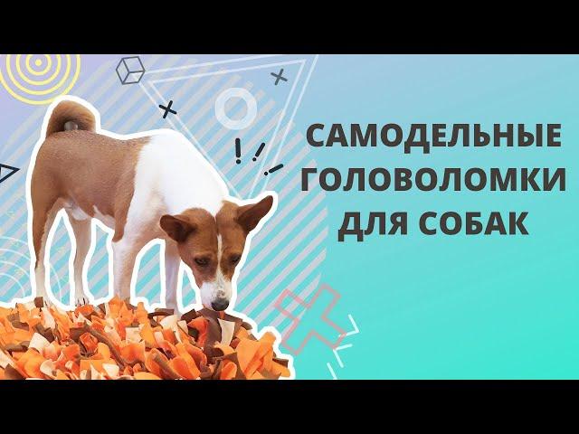 Самодельные головоломки для собак. Ментальные нагрузки. Игры для собак