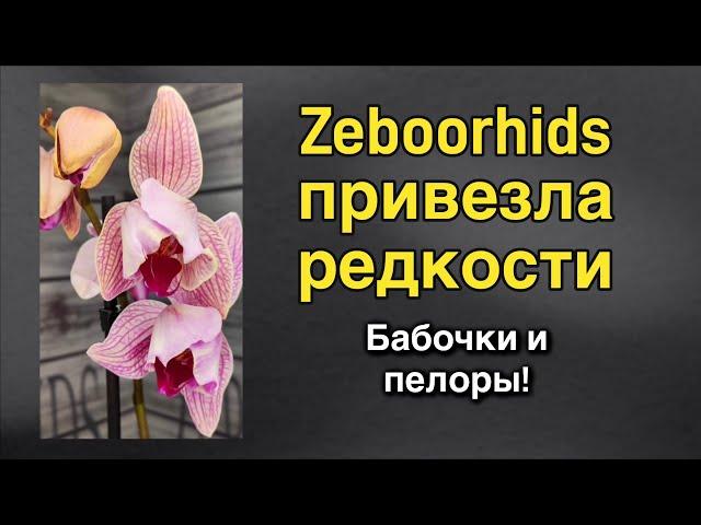 Взрослые цветущие азиатские редкости уже здесь! ️‍