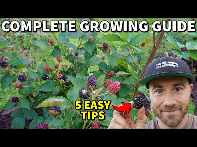 Grow The Most Incredible BLACKBERRIES In 5 Easy Steps!