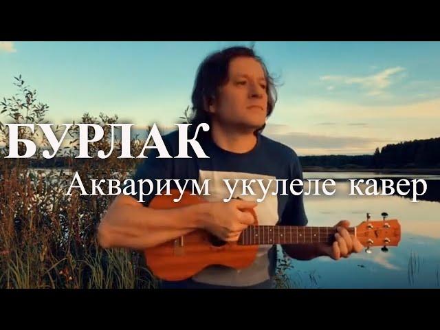 Антон Мизонов - Бурлак (Аквариум укулеле кавер)