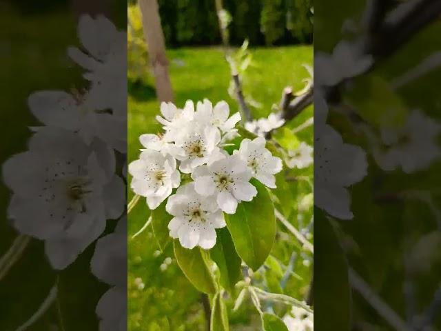 грушка КОНФЕРЕНЦІЯ