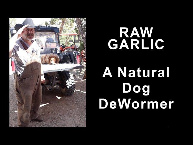 Garlic a Natural Dog DeWormer