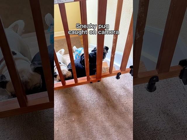 Tucker is the brains of this operation #pugs #dogs #sneaky
