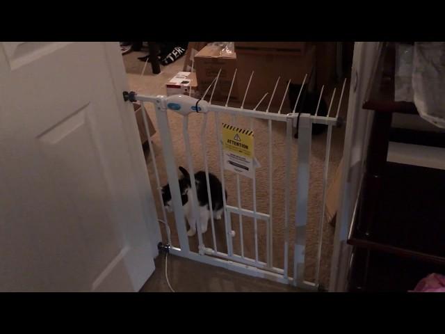 Carlson Pet Gate Review and Modification (cat jumping proof)