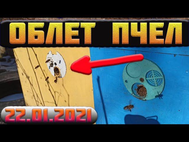Зимний облет пчел на пасеке. Сверхранний облёт . Первая попытка на очистительный облет