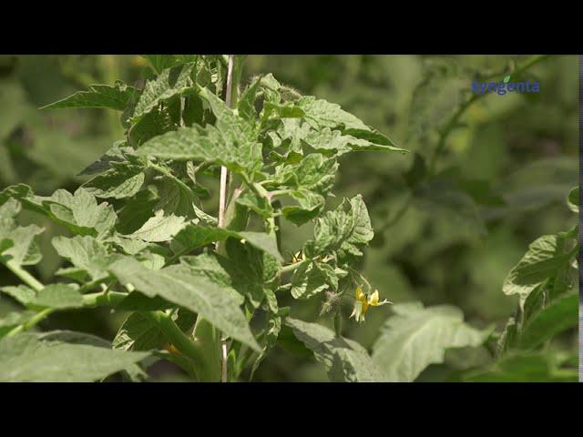 Tehnologia Syngenta pentru cultura de tomate