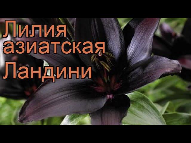 Лилия азиатская Ландини (lilium asiatic landini)  Ландини обзор: как сажать, луковицы лилии Ландини