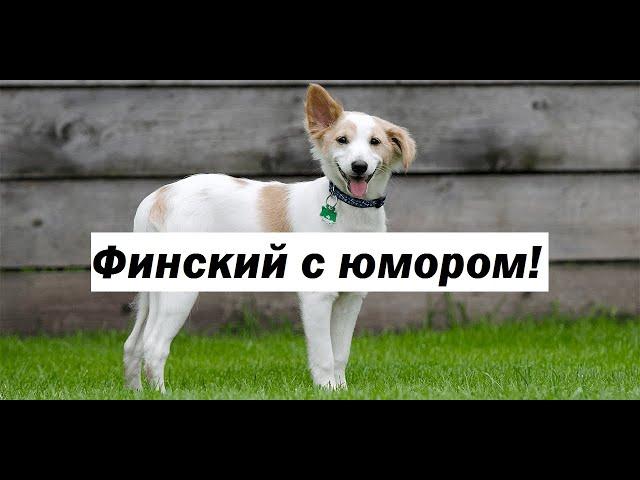 Учим финский язык с юмором! Домашние животные в шоке!