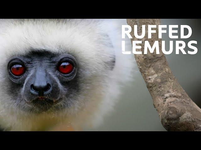 Over An Hour Of Unique Wildlife In Madagascar’s National Parks