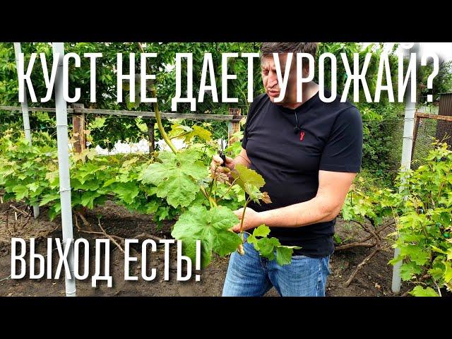 ВАШ КУСТ НЕ ДАЕТ УРОЖАЙ, ЖИРУЕТ ? ЧТО НУЖНО ДЕЛАТЬ, ЧТОБЫ КУСТ ЗАНОВО НАЧАЛ ДАВАТЬ УРОЖАЙ