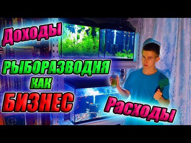 Рыборазводня как бизнес. Мои Доходы и Расходы с разводни!