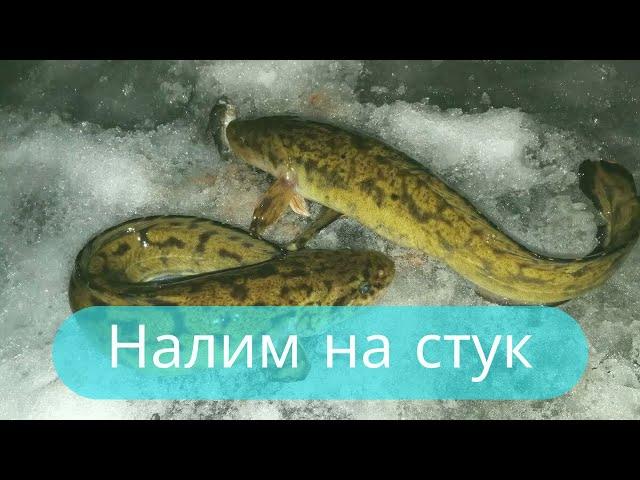 Налим  «на стук» Где и как ловить налима зимойЗимняя рыбалка на налима 