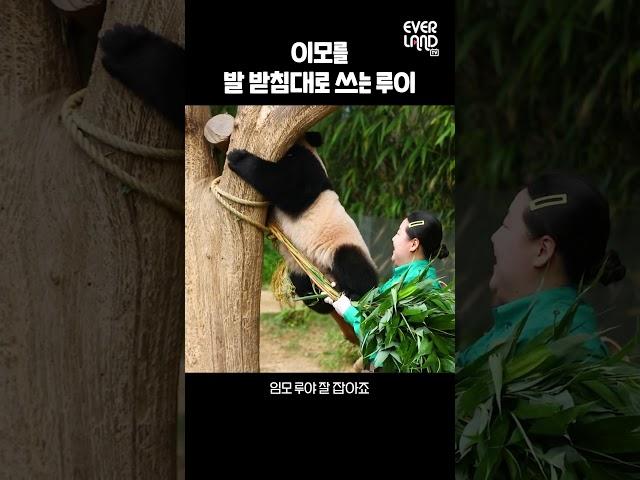 등산 꿈나무 루이와 임모의 환상 콜라보│#shorts #아기판다 #babypanda #twins