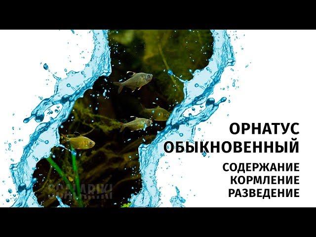 Орнатус обыкновенный. Содержание и разведение орнатусов