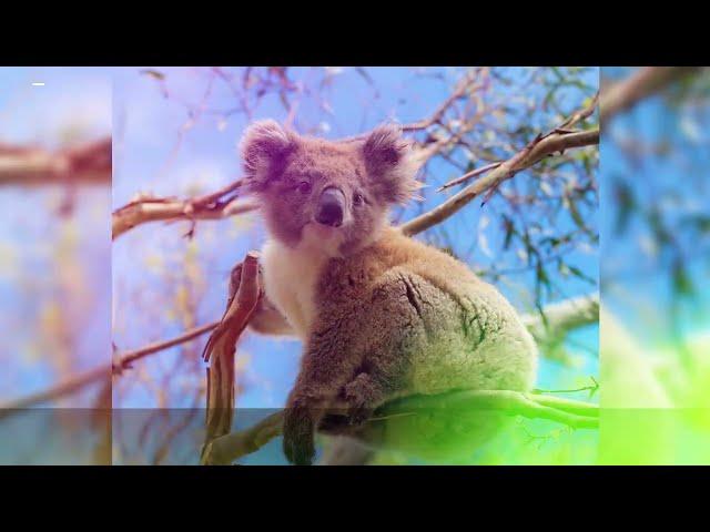 Top 10 Most Unique Animals of Australia