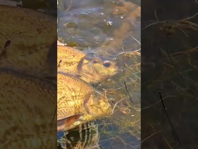 Best of a trio of bream on a recent tench feeder session. #coarsefishing #fishing #a360shorts