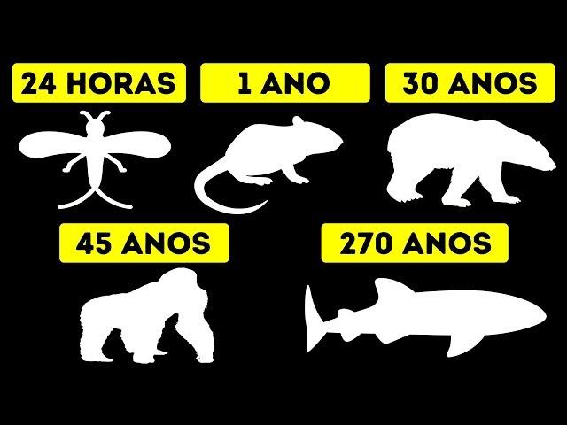 Os Tempos De Vida Mais Curtos E Mais Longos Dos Animais