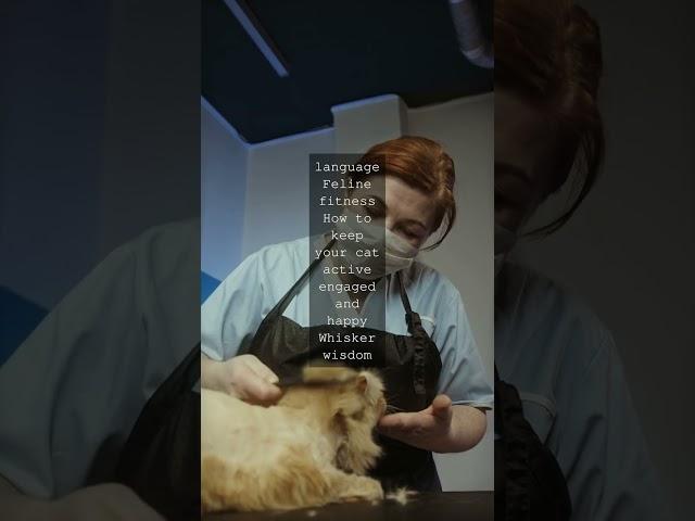 Whisker Wonders The Official Blog of AilurophilesAs an ailurophile Im thrilled to share...