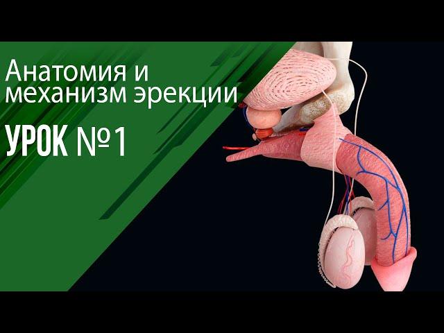 Урок1 - Анатомия мужской половой системы