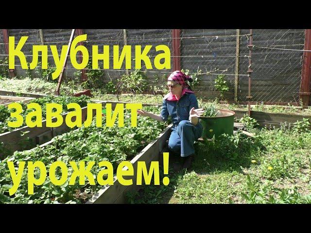 Подкормка клубники во время цветения