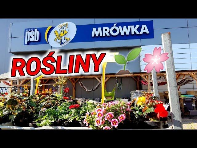 Mrówka- Rośliny ogrodowe, balkonowe, domowe. Mrówka PSB, rośliny w Mrówce.