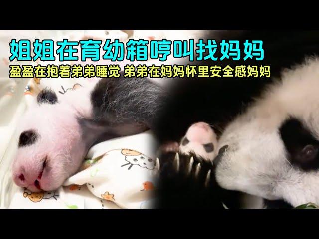 9月11日香港双胞胎姐姐在育幼箱里哼哼唧唧找妈妈，弟弟在妈妈怀里安静的睡着##panda  #香港大熊猫 #大熊猫盈盈