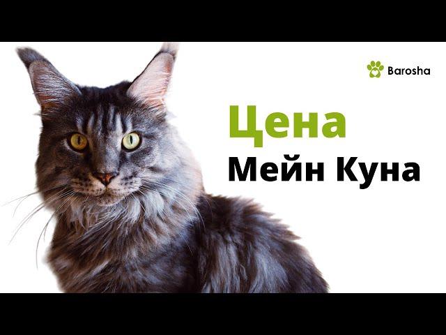 Мейн Кун цена - Сколько стоят котята Мейн Кун?