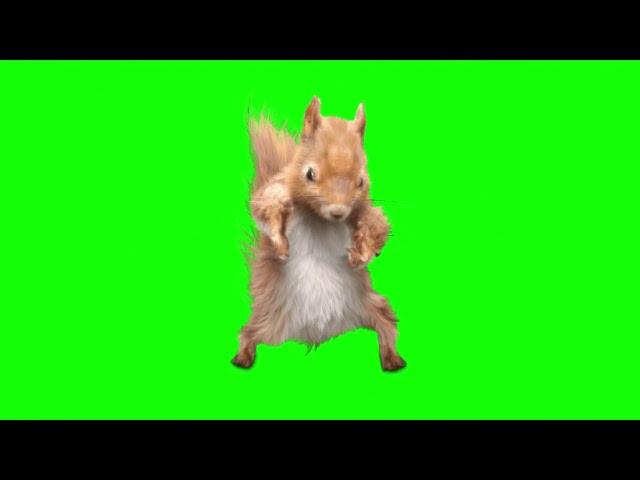 Green Screen Dancing Squirrel video effects