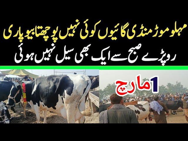 Today Malumor Mandi Jhang Rates Update | Cows Fresh Rates Update | Cow Mandi