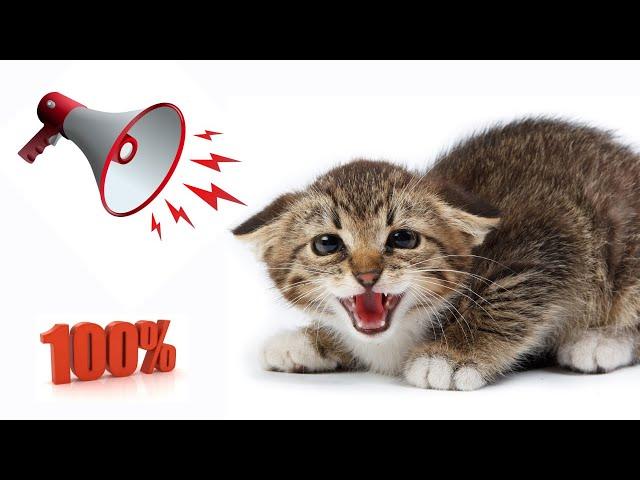 ️Агрессивные кошачьи звуки, шипение, рычание, мяуканье | Aggressive cat sounds, hiss, growls, meows