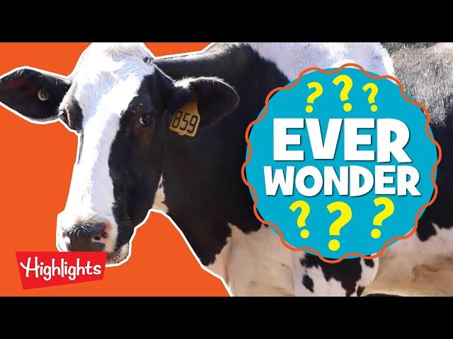 How is Ice Cream Made? | Ever Wonder? | Highlights Kids