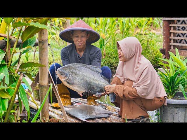 Masak Ikan Bawal Jumbo dan Metik Buah Labu | Kolak Labu Kacang Ijo, Bawal Asam Manis, Gabus Labu