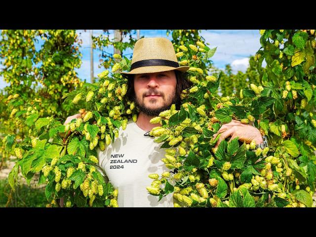 A New Zealand Hop Odyssey - [Documentary - 2024]
