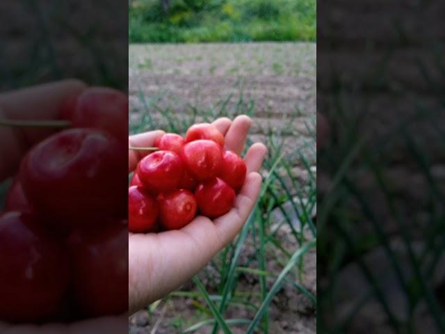 fruit and marked #ыркесе #журоктожаз #fruit #фруктоваянарезка #food