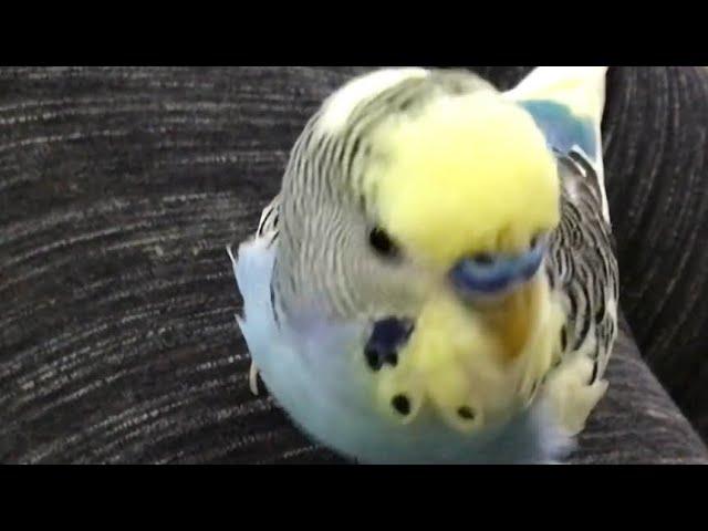 Smart talking budgie Oliver + major progress with Sophia!!