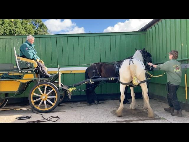 Putting To for the First Time with a Young Cob Filly