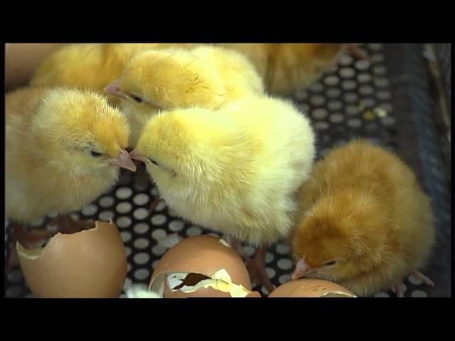 The Little Chick Company - It All Starts With An Egg - For Kids