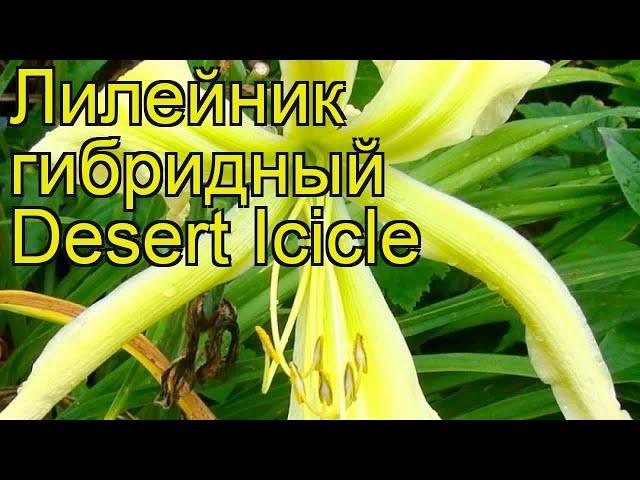 Лилейник гибридный Дизерт Айсикл. Краткий обзор, описание характеристик hemerocallis Desert Icicle