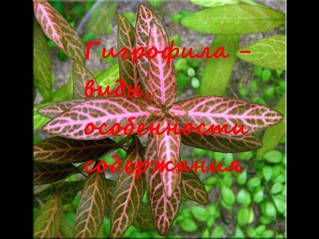 Гигрофила  - виды, особенности содержания. Hygrophila species, features of the content