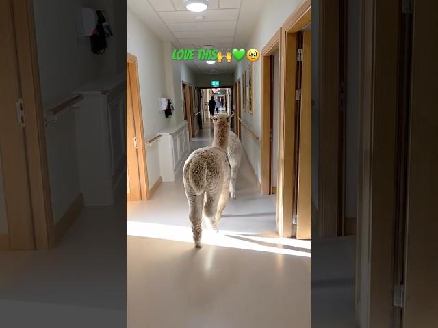 Paddy and Oscar on another CareHome visit #ireland #alpaca  IG: K2alpacas #wicklow #kindness
